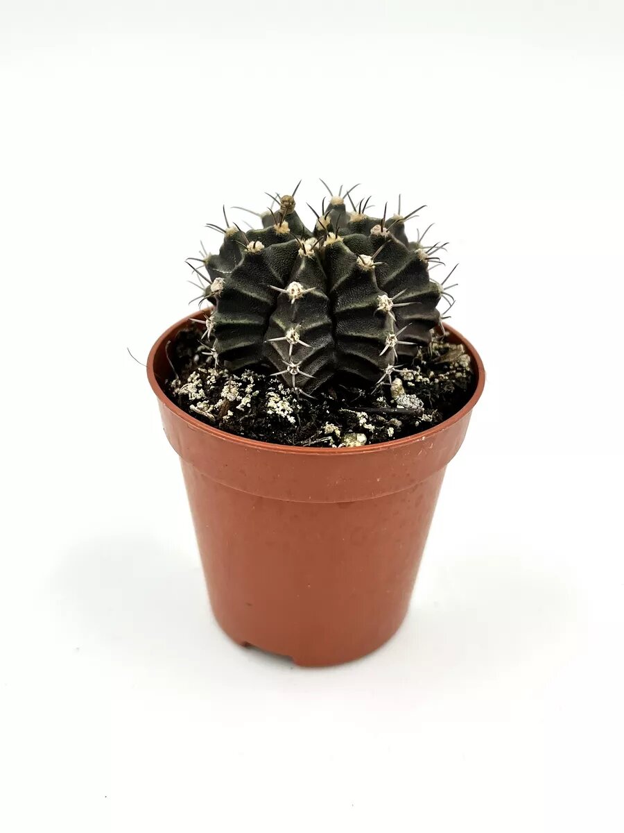 Гимнокалициум Фридриха (Gymnocalycium Friedrichii)