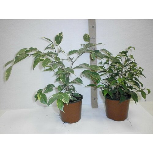 Растение Фикус Бенджамина 30 см