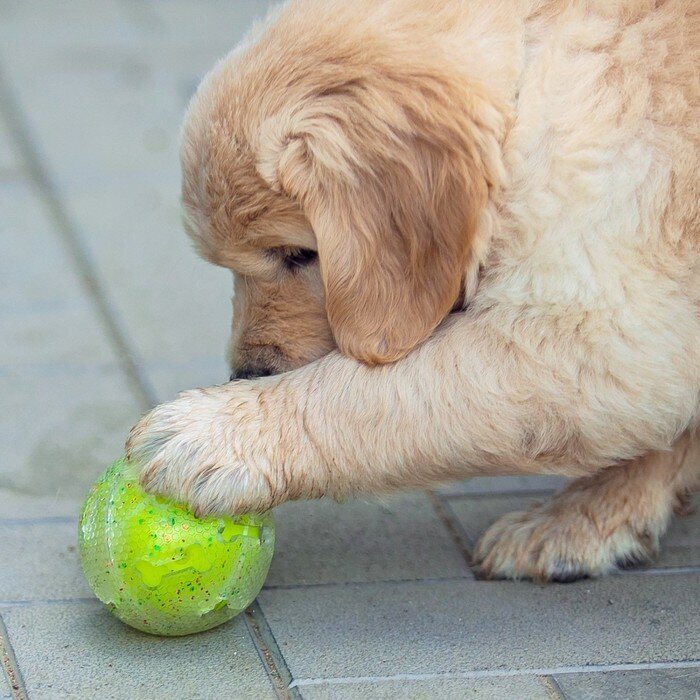 Игрушка для собак"Мяч теннис-косточки 2 в 1",TPR+винил,7,5 см, прозрачная/желтая неон Пижон 7883207 . - фотография № 4