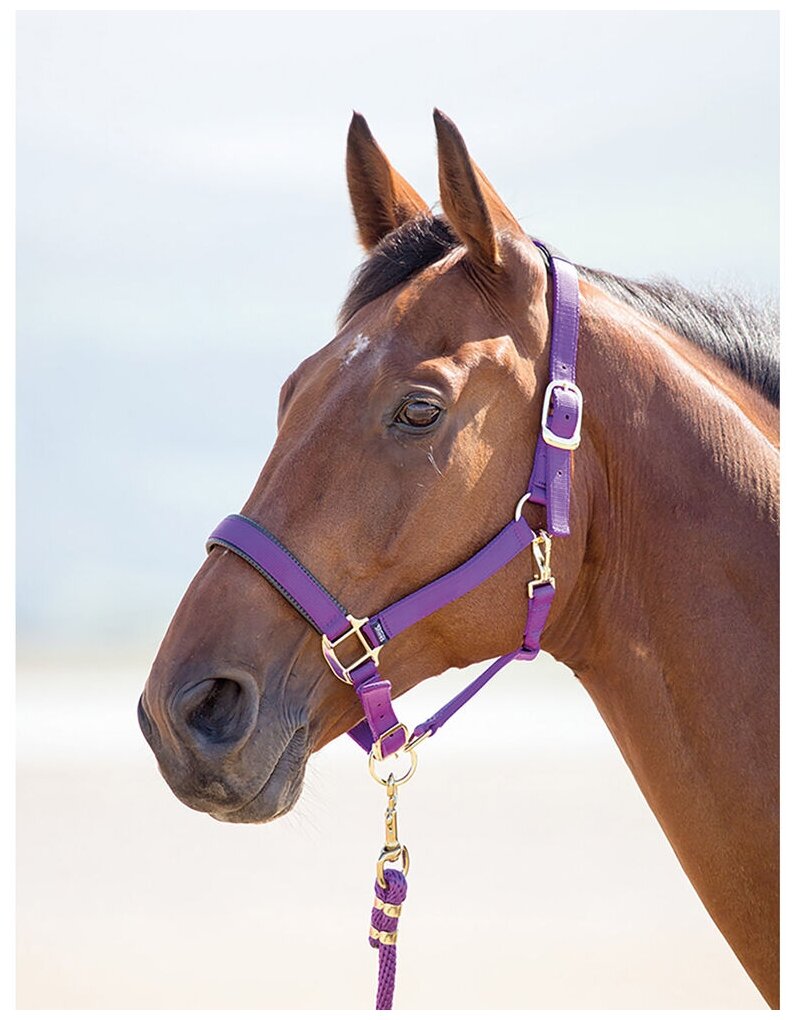 Недоуздок для лошади SHIRES "Topaz", COB, фиолетовый (Великобритания) - фотография № 1