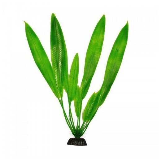 Растение Plant 009 Эхинодорус 30 см - фотография № 2