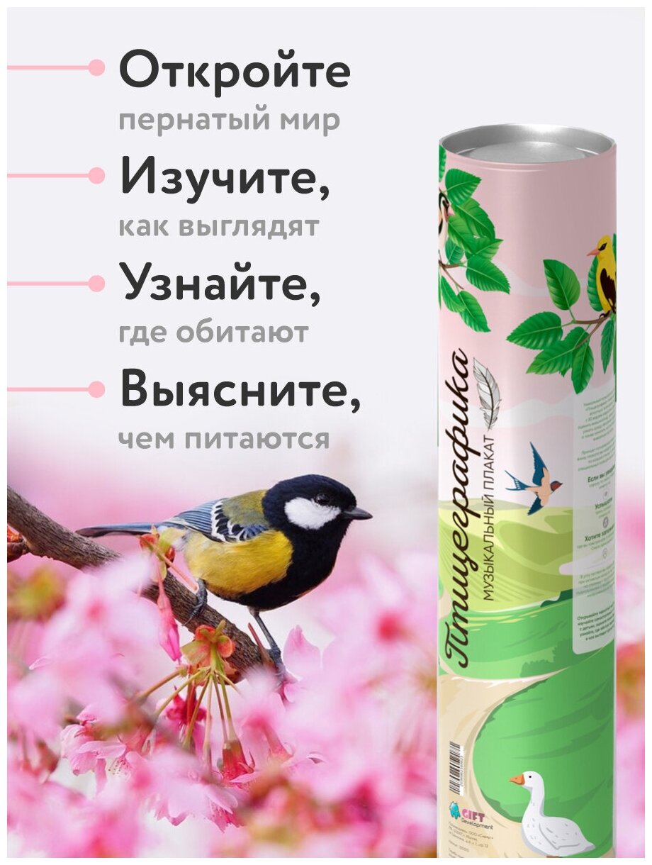 Постер на стену Птицеграфика / Обучающий плакат для детей и взрослых / Птицы России