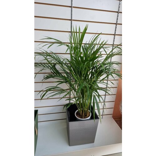 Кашпо пластиковое с системой автополива. Размер 30х30хН30 см.