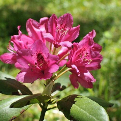 Рододендрон Кавказский - Альпийская роза (лат. Rhododendron caucasicum) семена 10шт + подарочек азалия рододендрон катевбинский rhododendron catawbiense семена