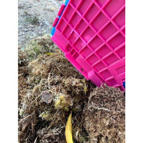 Мох сфагнум отборный 55л Надымский субстрат для орхидей, для растений, улиток, террариумов Урожай Свежий Эко продукт