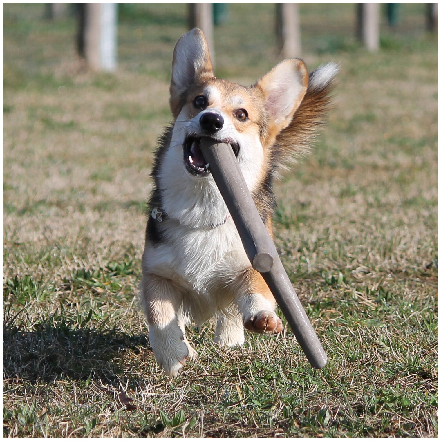 Игрушка BAMA PET TUTTO MIO палочка для собак, 37см (в ассорт.) - фото №7