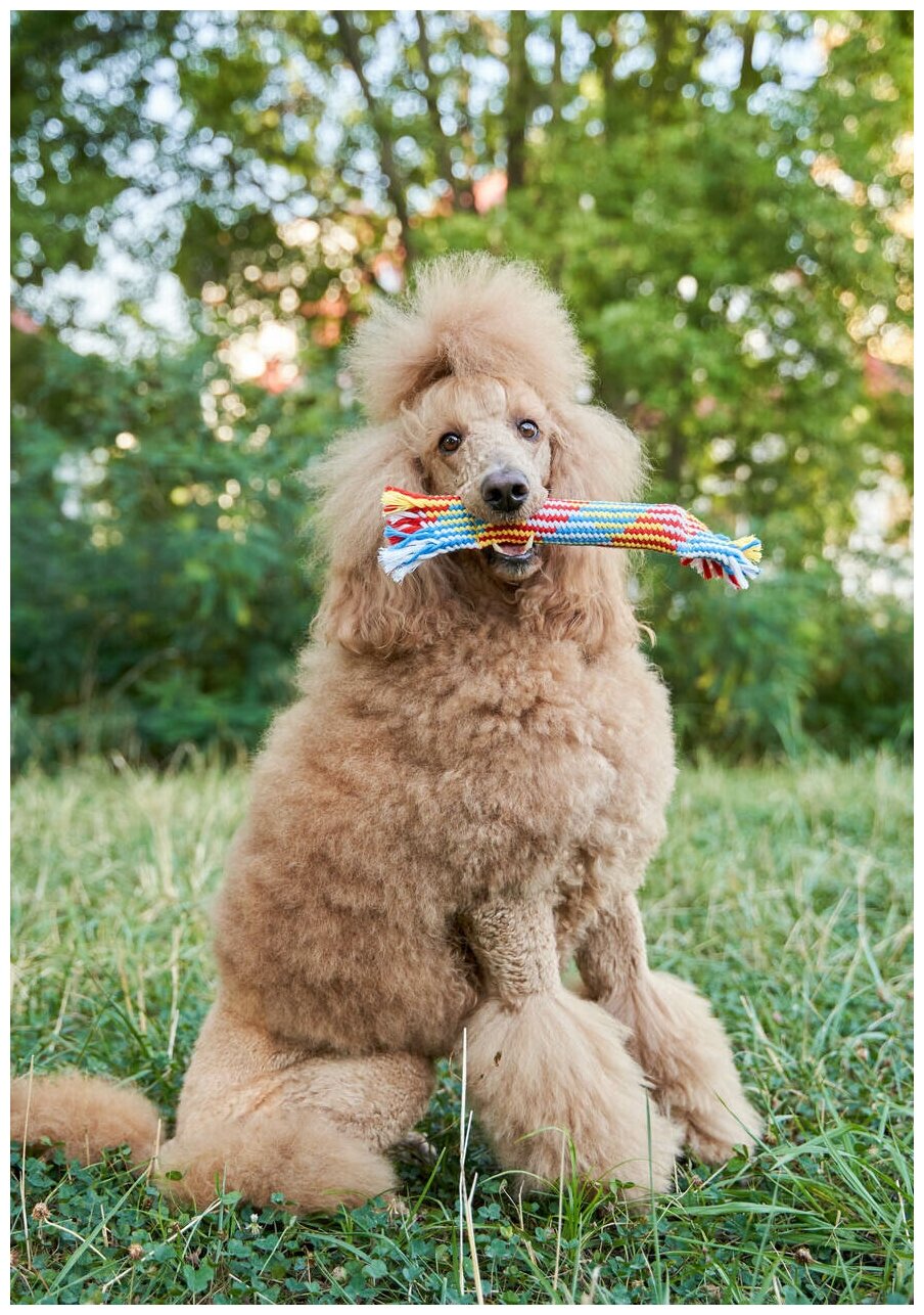 Игрушка для собак Japan Premium Pet канат, яркая веревка с хрустом внутри для чистки зубов - фотография № 7
