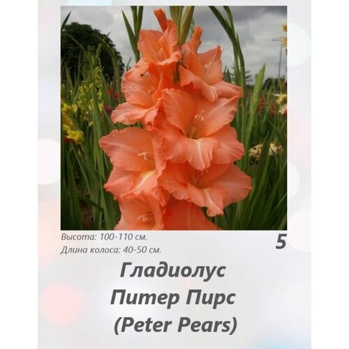 Гладиолус Питер Пирс 5 шт.