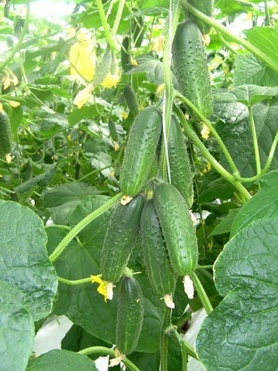 Семена огурцов самоопыляемых Герман F1 Seminis/Alexagro. Высокоурожайный гибрид для открытого грунта и теплиц, 50 сем. — фото 1
