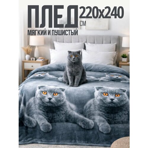 фото Плед 220х240 павлина кот шотландский, шотландец евромакси на диван