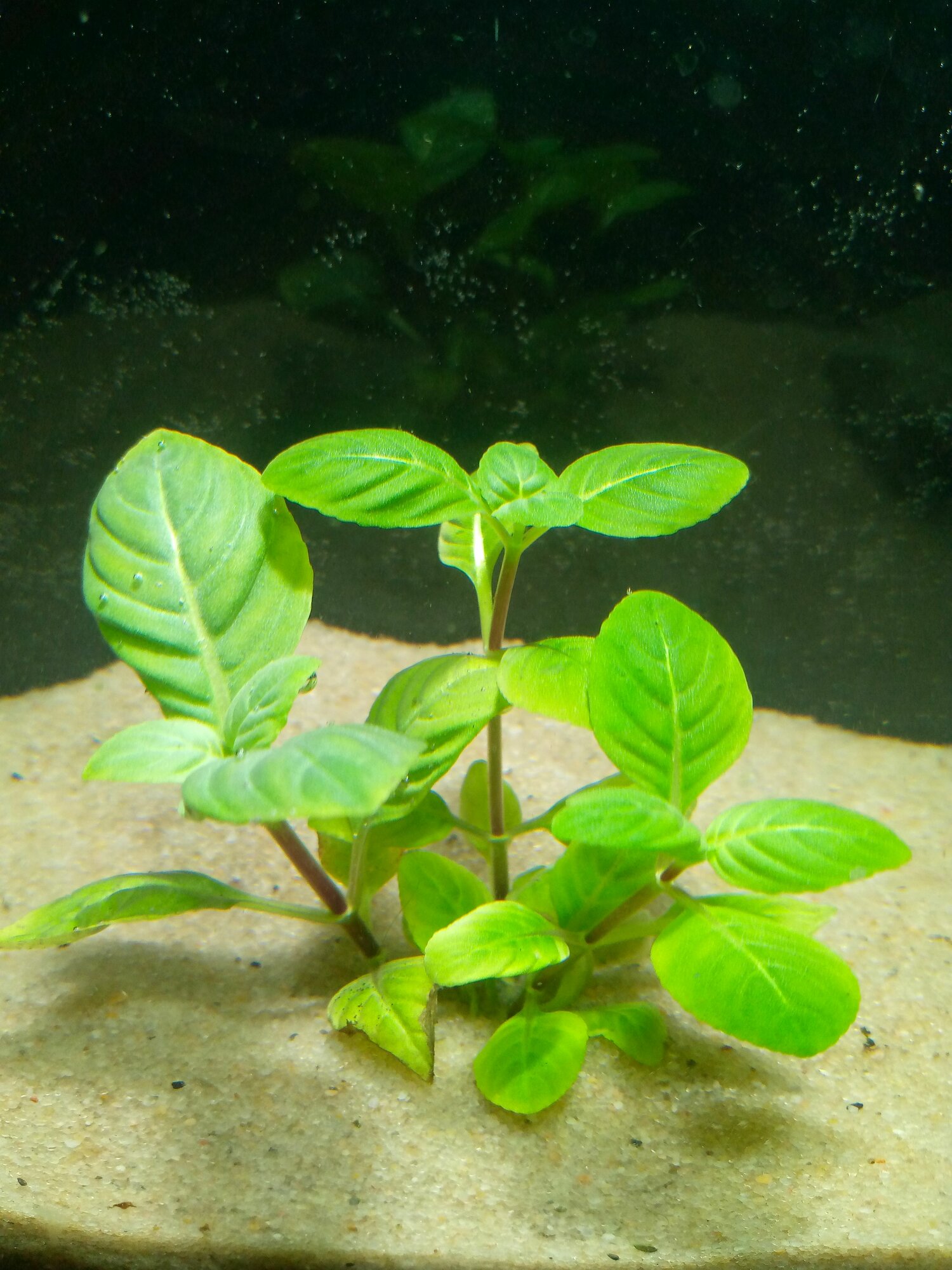 Лимнофила Ругоза (3 ветки) (Limnophila rugosa) Аквариумное растение