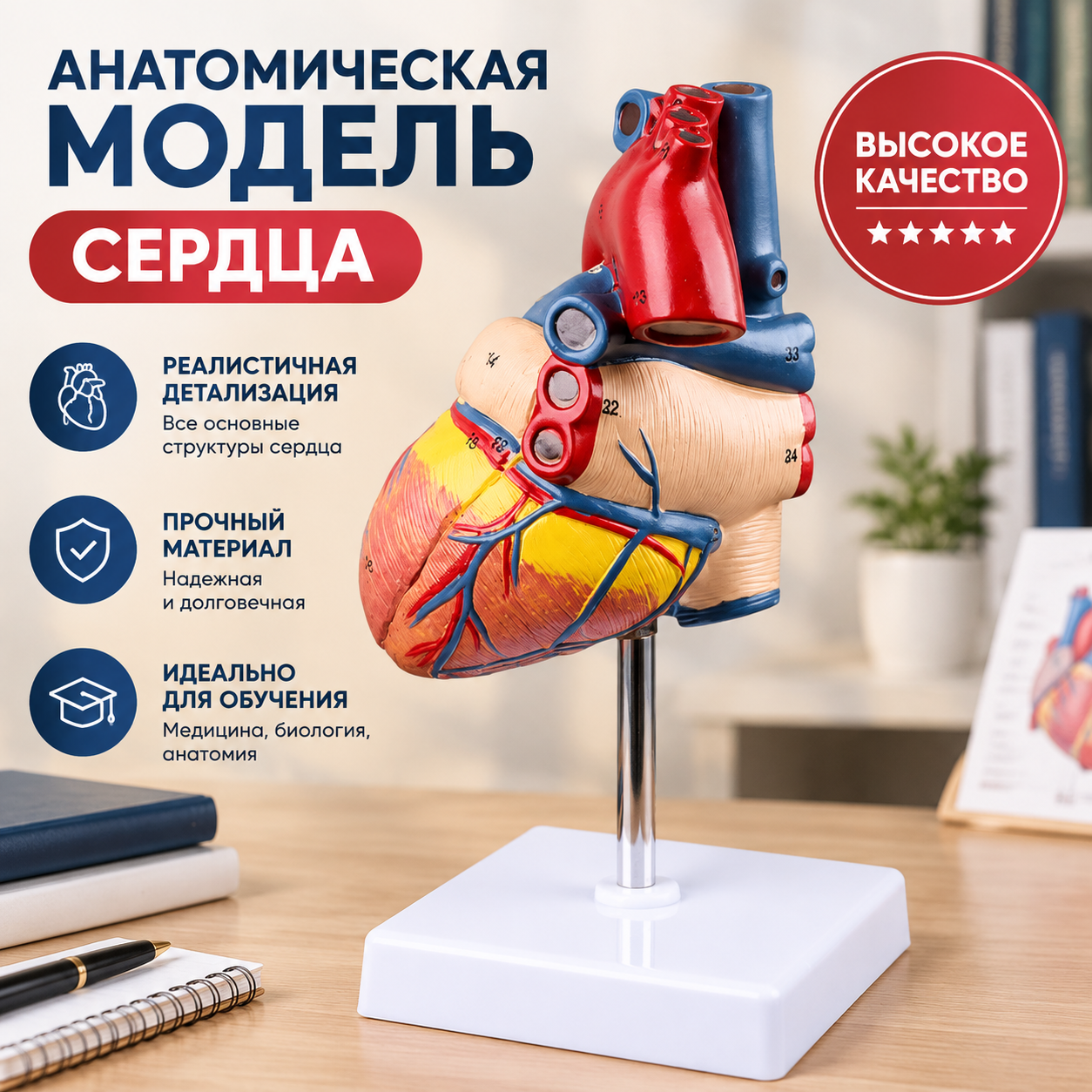 Анатомическая модель сердца человека 1:1 с 34 обозначениями, PVC, на подставке, для обучения медицине и демонстраций