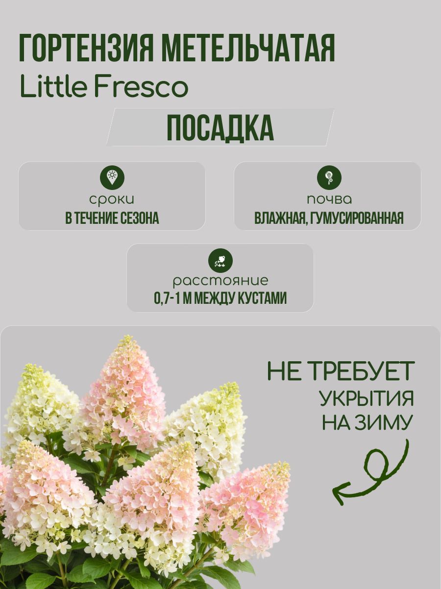 Гортензия метельчатая Little Fresco Р9