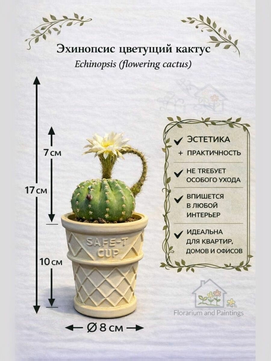 Комнатное растение Кактус Эхинопсис Денудатум (Echinopsis Denudatum) Кактус Эхинопсис Денудатум, одиночный (Echinopsis Denudatum) растение в горшке
