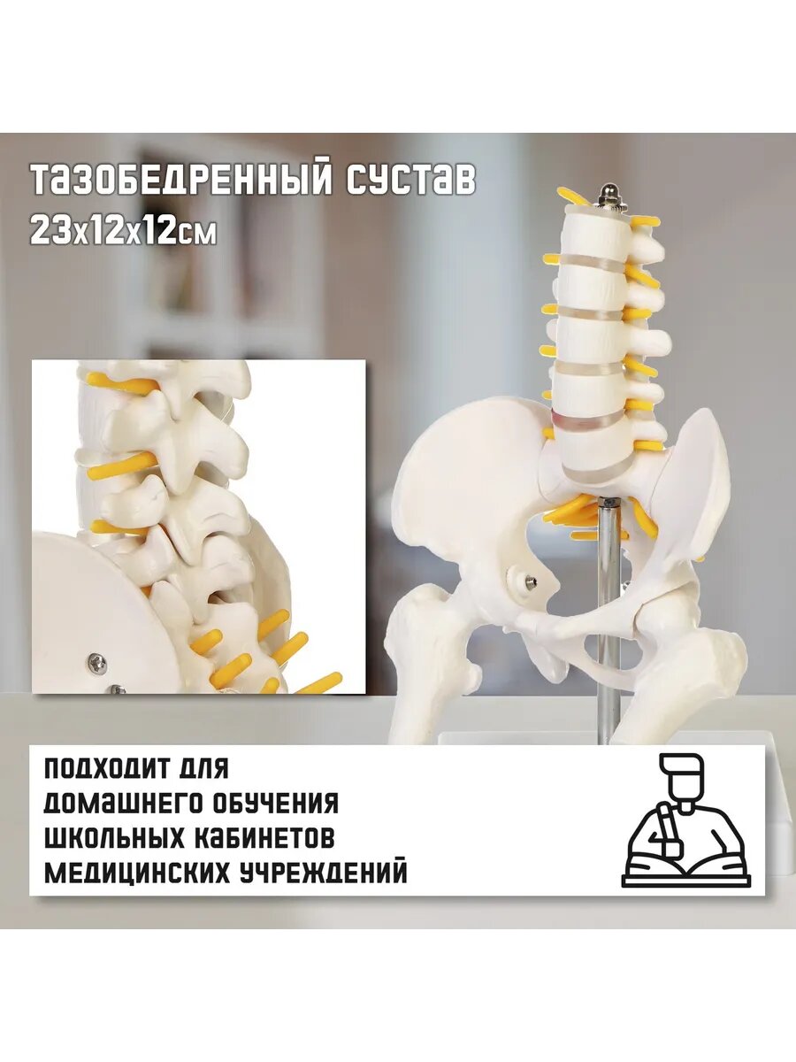 Макет поясничного отдела и тазобедренного сустава