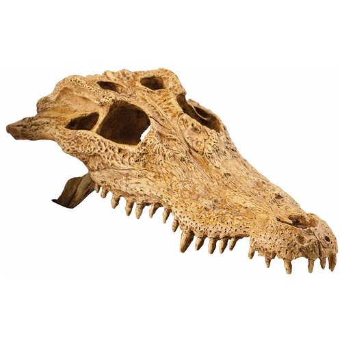 Череп для террариума Exo Terra Crocodile Skull 23х12х7.5 см грот exo terra crocodile skull 23x7 5x12 см бежевый