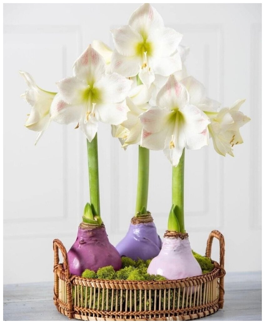Happy Bulb Луковица Амариллиса в подарочной упаковке, цветок без полива - фотография № 1