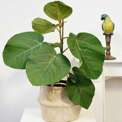 Фикус ушковидный (AURICULATA), семена фикус orangery ficus binn amstel king 24 100