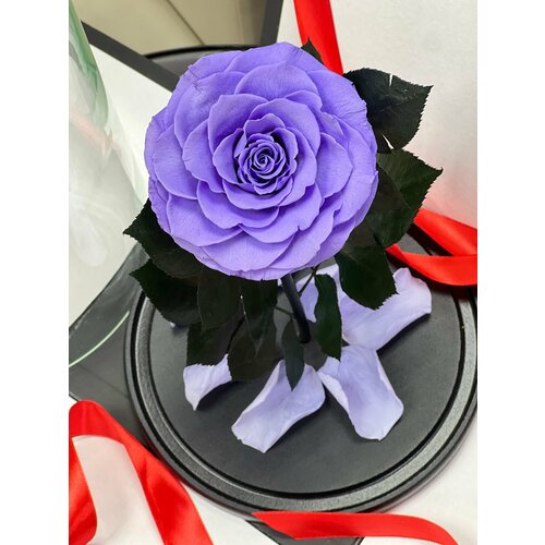 фото Сиреневая роза в колбе "люкс" в подарочной коробке-живет 5 лет/32 см magic rose rus