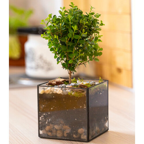 Мирсина стеклянное кашпо Кубик 10см