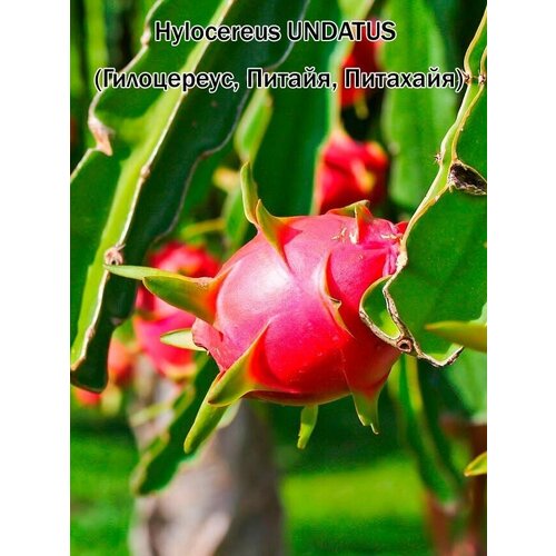 Питхайя (Питайя, Драконов фрукт, Земляничная груша, Цветок ночи) набор для выращивания (семена, грунт, горшочек, инструкция по посеву)