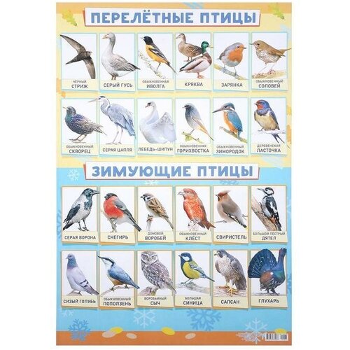 Плакат Зимующие и перелетные птицы А2 домашние и декоративные птицы а2