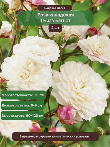 Изображение товара Роза канадская Луиза Багнет / 2 шт, морозостойкая, белая с малиновыми пятнами