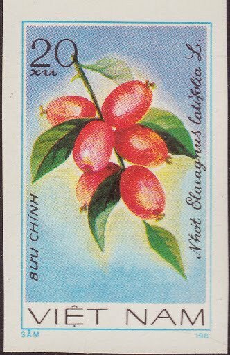 (1981-036a) Марка Вьетнам "Олеастр" Без перфорации Фрукты III O