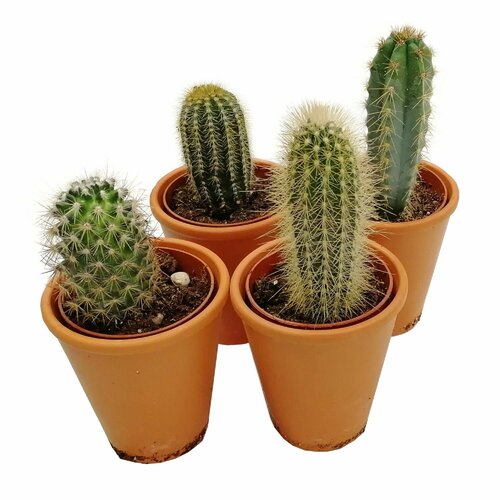 Растение кактус микс D8 H12