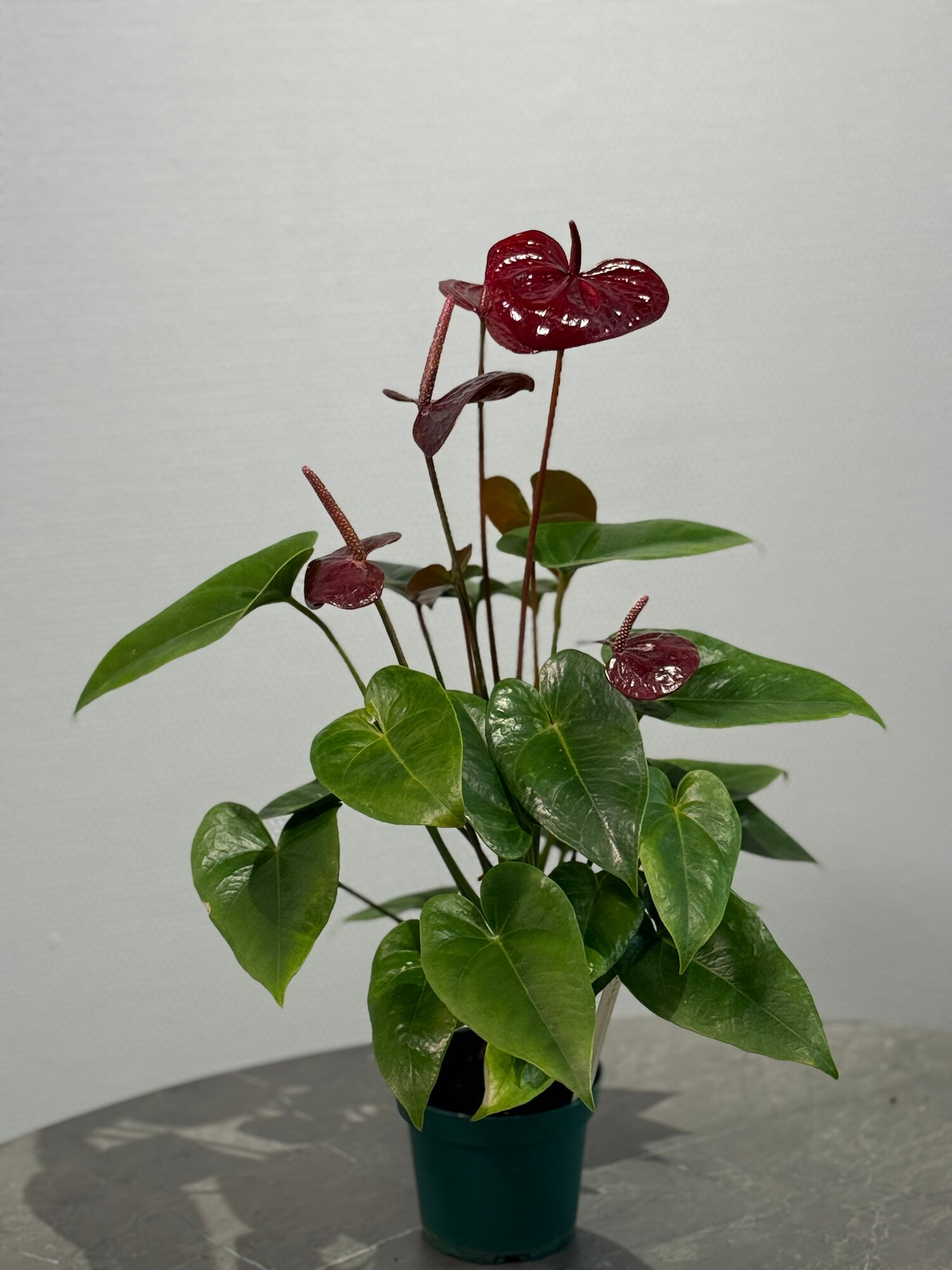 Антуриум Андрэ сорта «Эссенция» живое растение в горшке “БукетнаяGreen” Anthurium andraeanum  комнатное растение