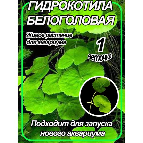 Гидрокотила белоголовая, или щитолистник белоголовый. Живое аквариумное растение. 1 веточка.