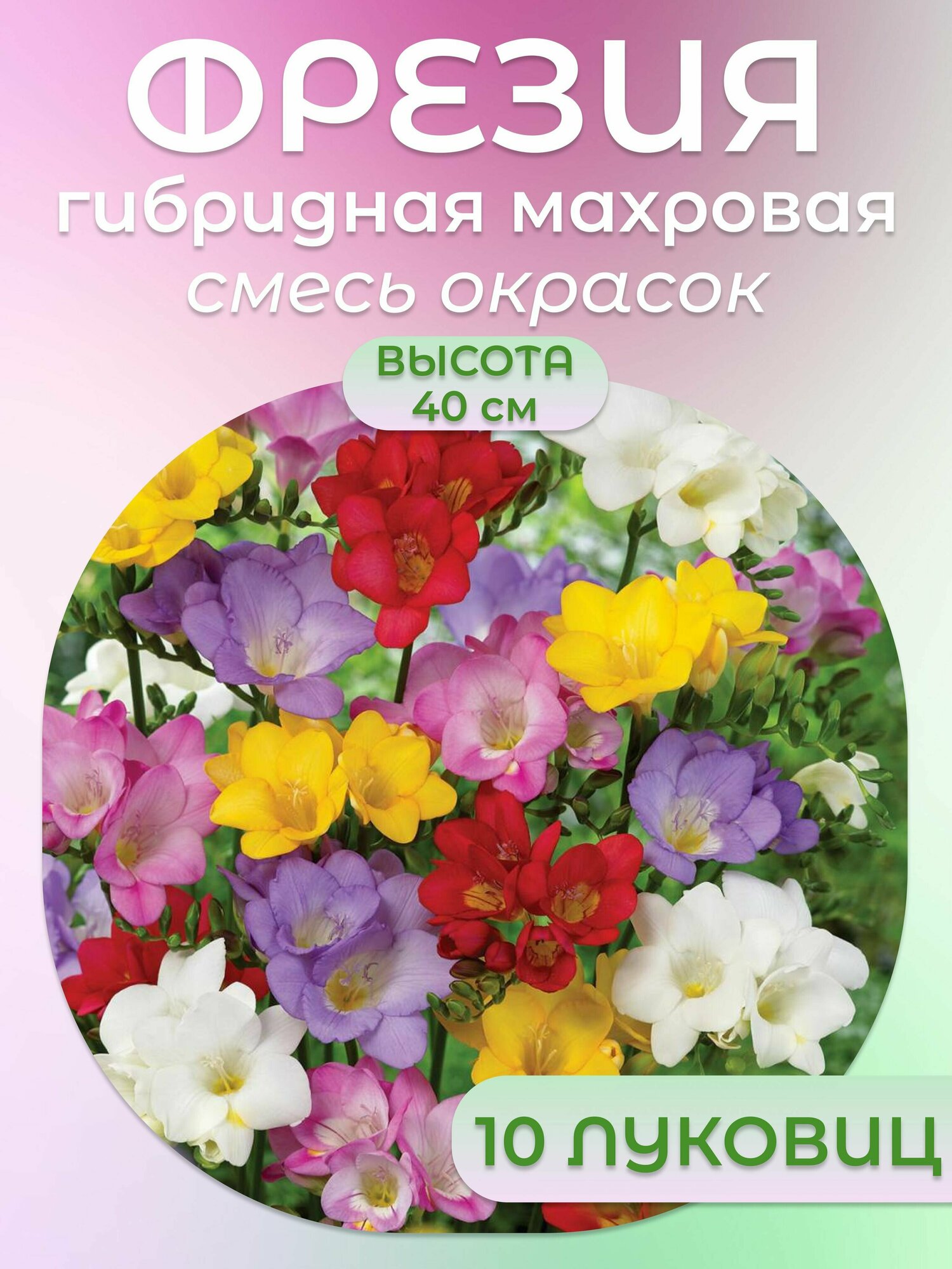 Фрезия Махровая Смесь Окрасок — купить по низкой цене на Яндекс Маркете