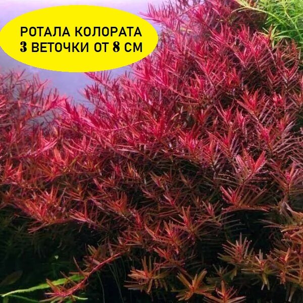 Ротала колората ред 3 веточки от 8 см/Ротала h'ra (эйч ра)