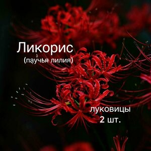 Основная фотография от вендора