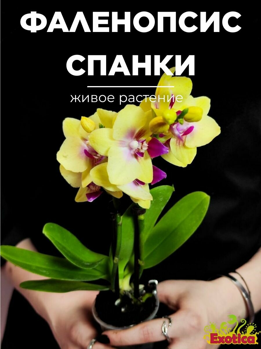 Фаленопсис Мультифлора Спанки (Phalaenopsis Multiflora Orchid Spunky) D6см живое растение
