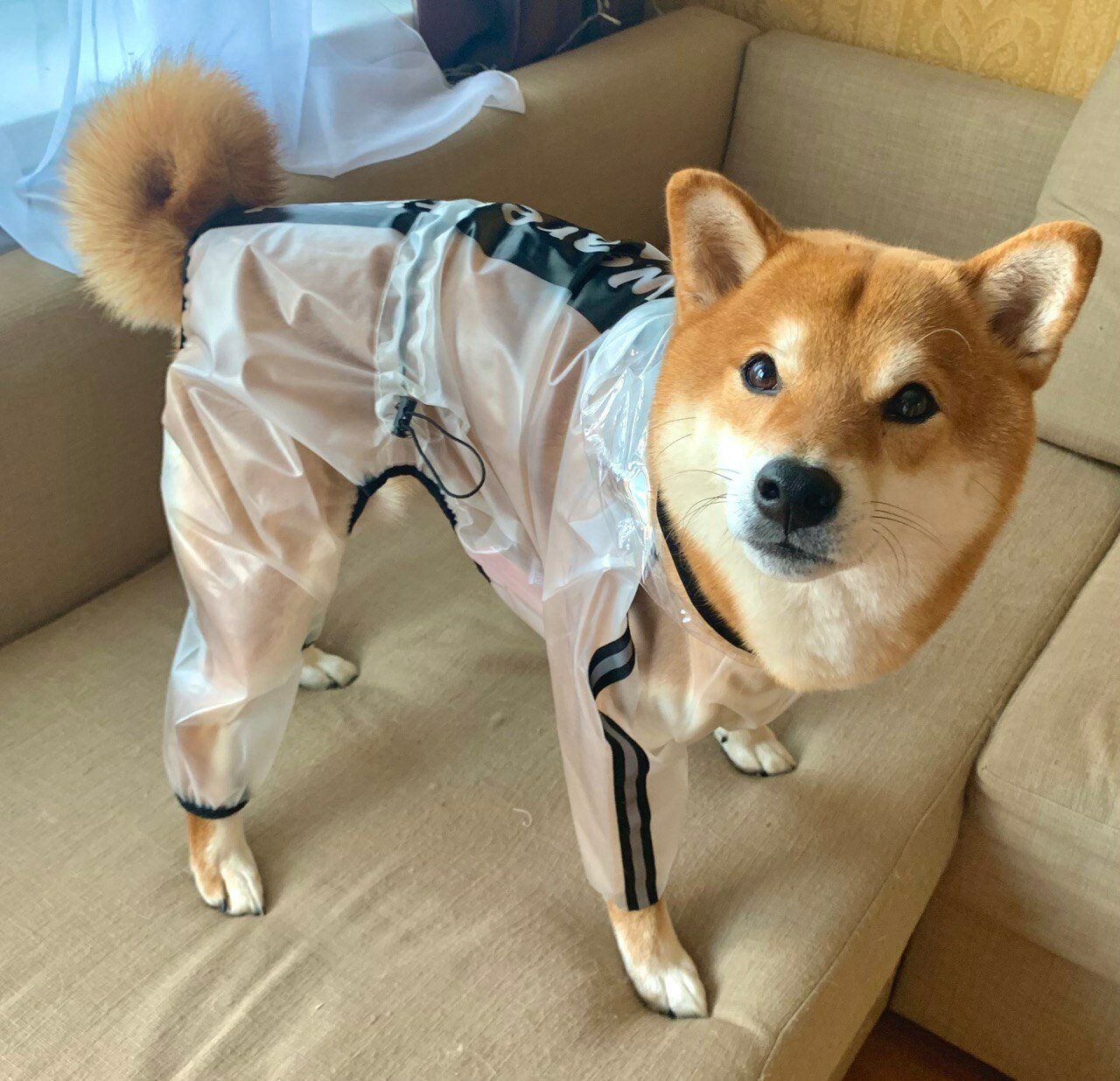 Модный непромокаемый прозрачный дождевик комбинезон для собак, 4XL - фотография № 3