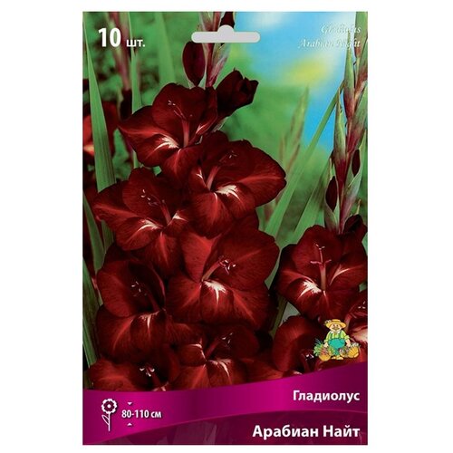 Гладиолус ПОИСК Арабиан Найт, 10 шт, темно-бордовый лилия арабиан найт кудреватая 1шт