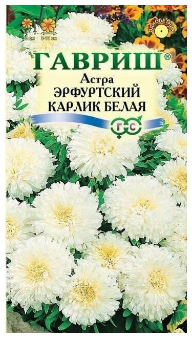 Астра Эрфуртский карлик белая 0,3г (Гавриш) - 10 пачек семян