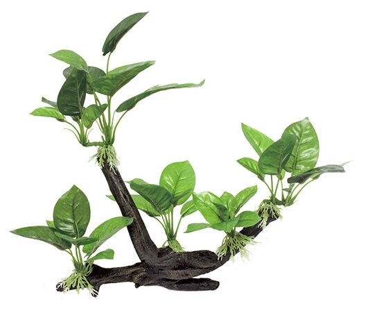   ArtUniq Branched Driftwood With Anubias lanceolata M2