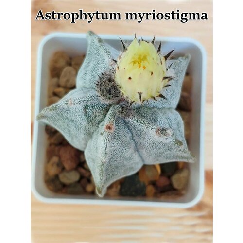 Кактус Astrophytum myriostigma набор для выращивания (семена, грунт, горшочек, инструкция по посеву).