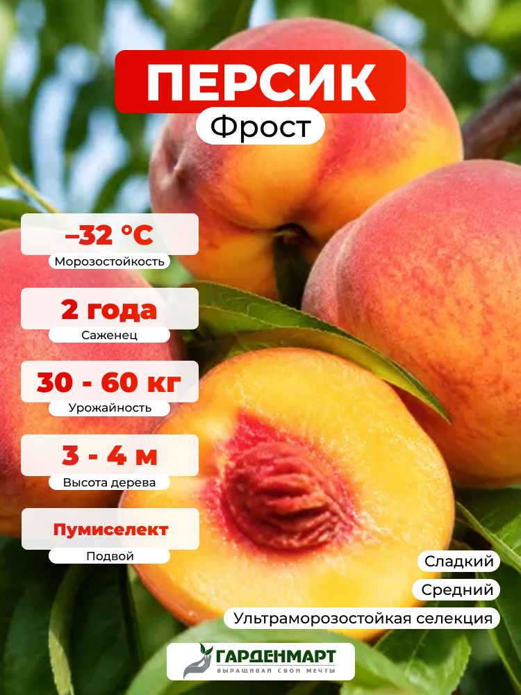 Саженец Персик полярный Фрост