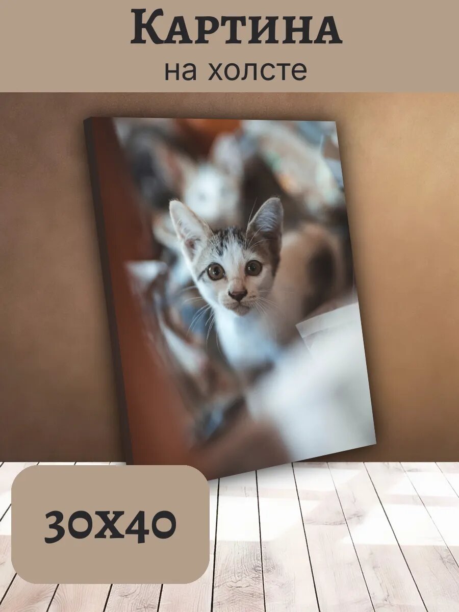 Картина Постер Кот Кошка Cat 30x40 полосатый котенок
