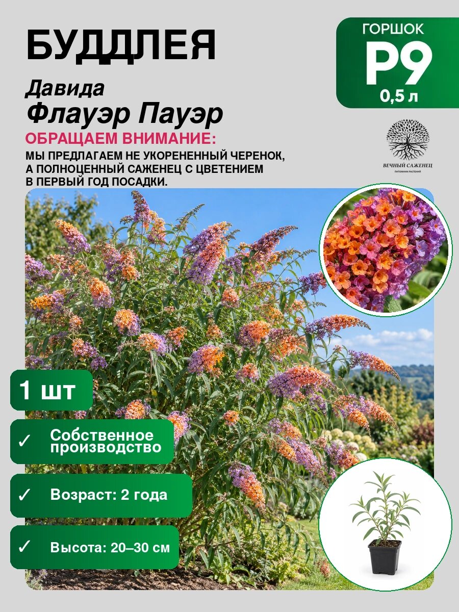 Буддлея Давида Флауэр Пауэр, саженец для сада и дачи, декоративное растение для посадки