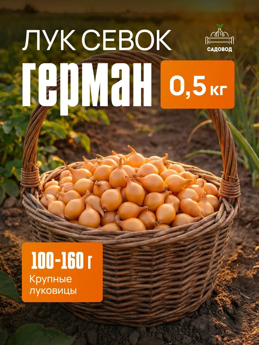 Лук севок Герман 0,5 кг на посадку осенью