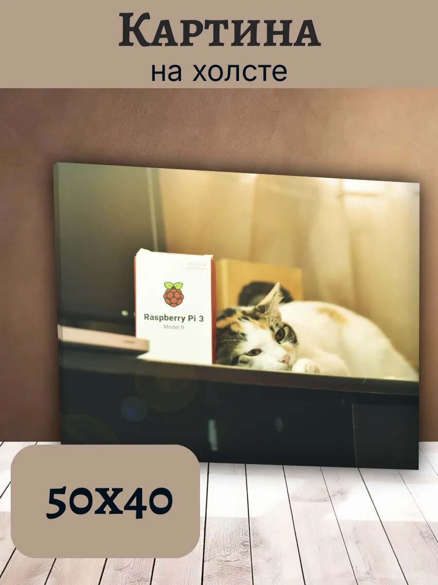 Картина Постер Кот Кошка Cat 40x50 с Raspberry Pi