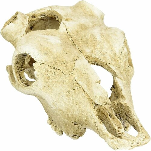 Декорация для террариума, череп LUCKY REPTILE "Skull Cow", 22.5х12.5х8.5см (Германия)