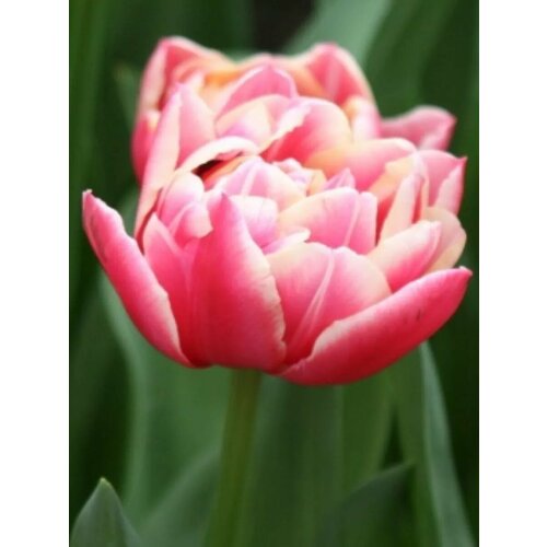 Луковицы Тюльпан Коламбус - 10 шт 749₽