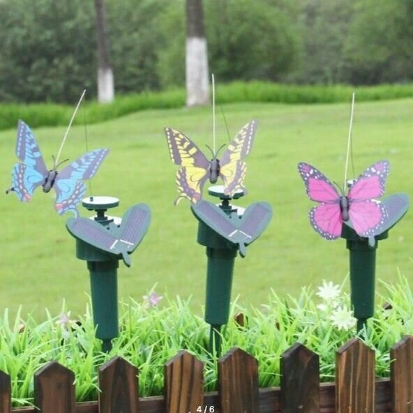 фото Солнечная летающая бабочка.