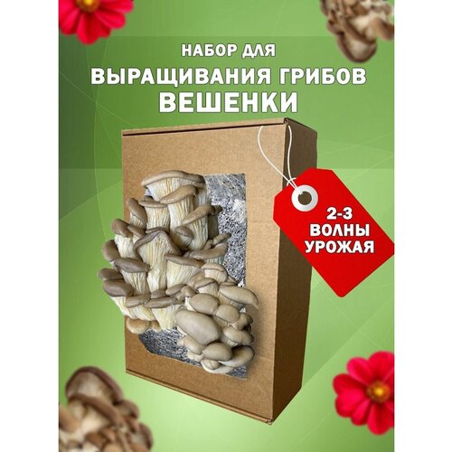 Грибница вешенки набор для выращивания дома, семена грибов грибы вешенки свежие 300 г