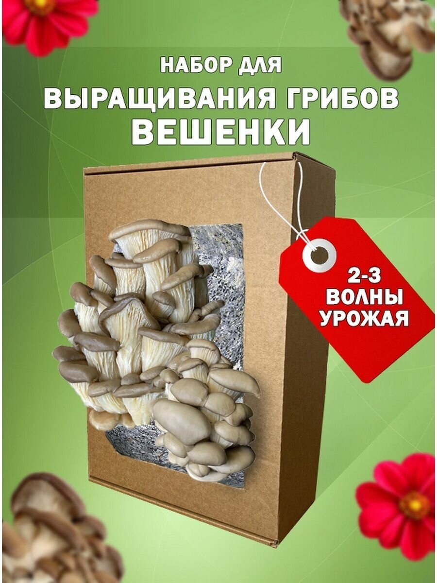 Грибница вешенки набор для выращивания дома семена грибов